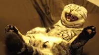 Fakta Menarik Gigi Kucing, Cat Lovers Wajib Tahu!
