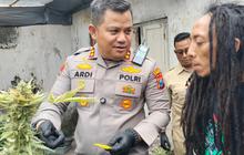 Sudah Sempat Panen, Segini Cuan yang Didapat Penanam Ganja di Rumah Kontrakan Jombang