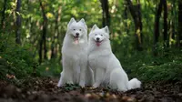 Expensive and royal dog breeds in the world. (Photo: Barcs Tamás/Unsplash)