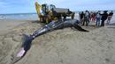 Seekor paus bungkuk dievakuasi dengan alat berat setelah terdampar di pantai Carnon dekat La Grande-Motte, Prancis , Rabu (27/5/2021). Paus sepanjang tujuh meter itu ditemukan mati di pantai sepanjang Mediterania di Prancis selatan, yang menurut para ahli merupakan insiden langka. (Pascal GUYOT/AFP)