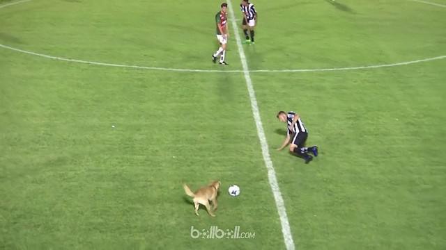 Seekor anjing masuk ke dalam lapangan dan menekel seorang pemain. This video is presented by Ballball