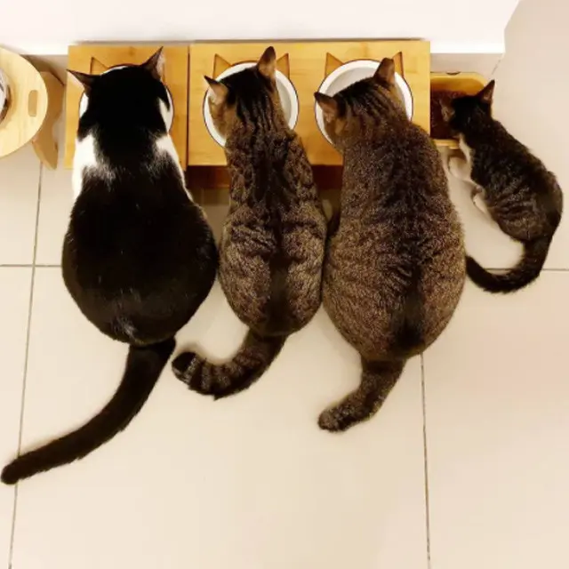 Kucing Makan