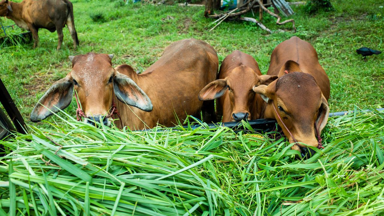 Ilustrasi Sapi Kurban