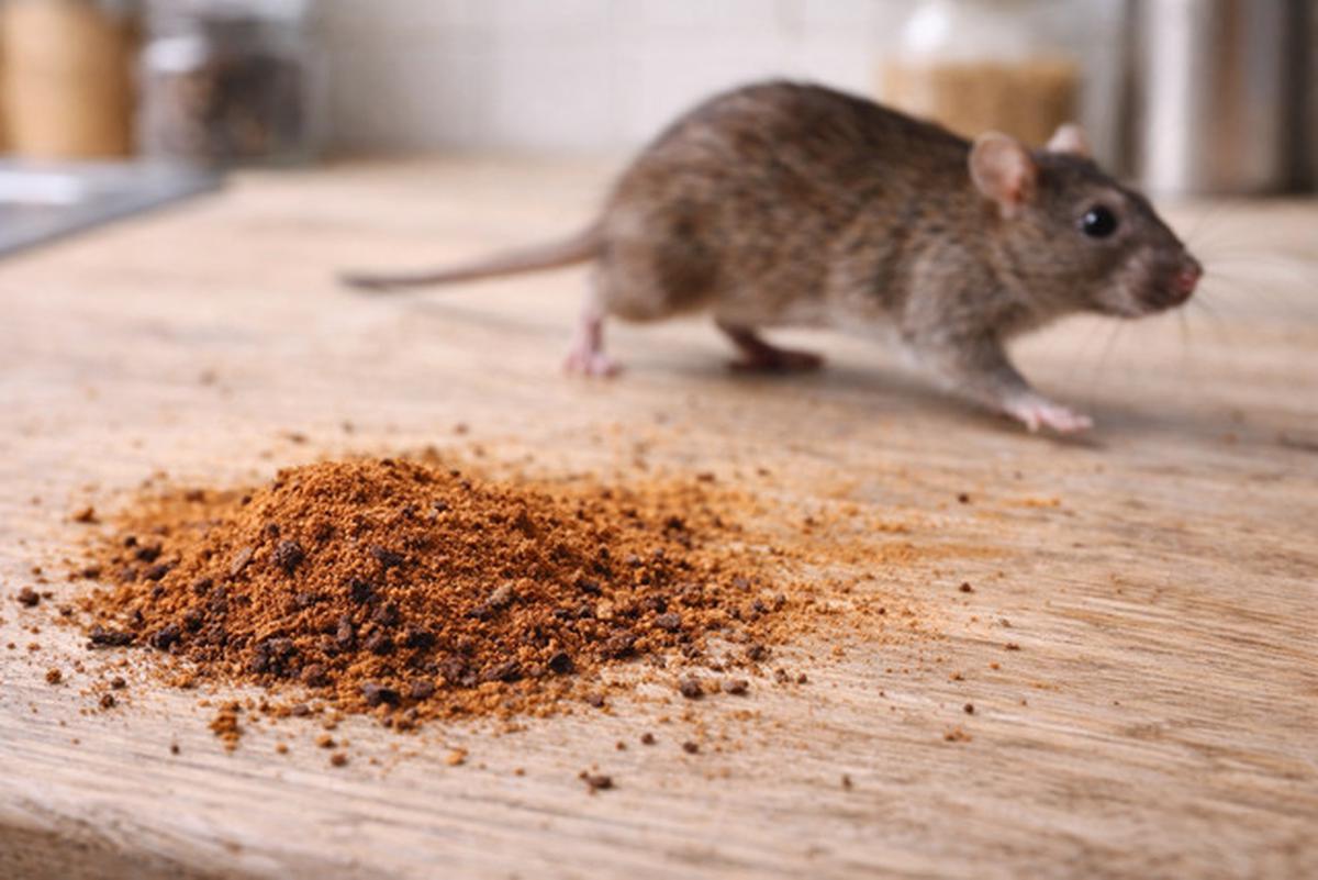 5 Trik Ampuh Mengusir Tikus Pakai 2 Bahan Dapur, Tidak akan Kembali Lagi