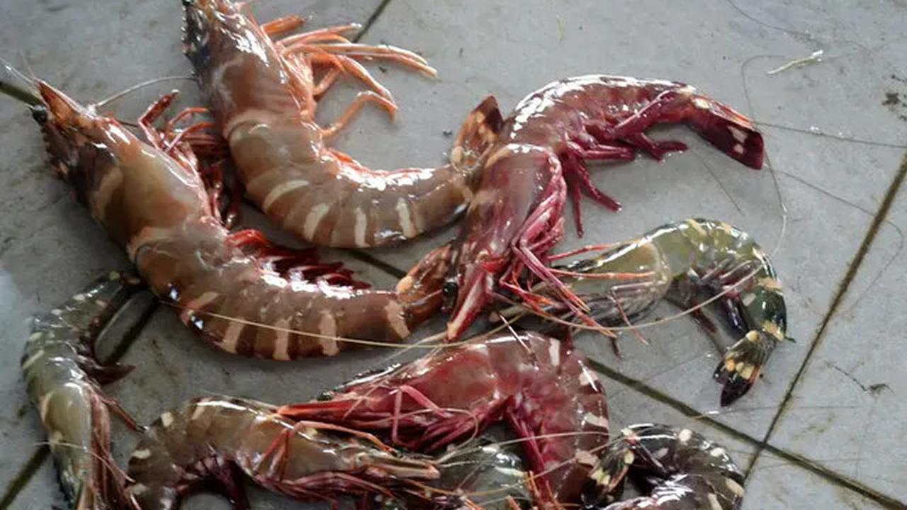 Buntut Kasus Radioaktif Cesium-137, FDA AS Wajibkan Hal Ini ke Udang dan Rempah Asal Jawa-Lampung