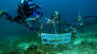 Salah seorang anggota Female Divers tengah mengabadikan wadah terumbu karang yang baru saja ditempatkan di laut Pulau Pramuka, Kepulauan Seribu (Sabtu, 8/12/2019). foto: istimewa