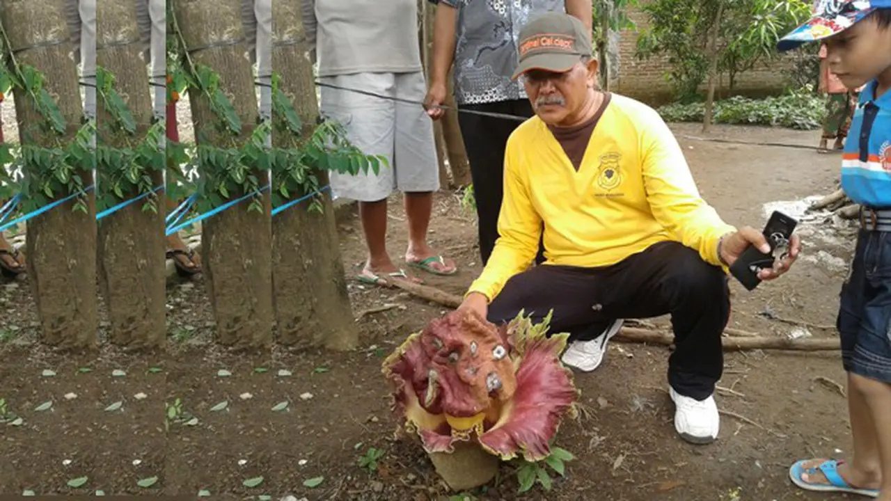 Bunga Bangkai Muncul Tiba-Tiba, Warga Terpana