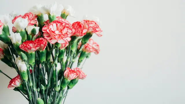 Carnation