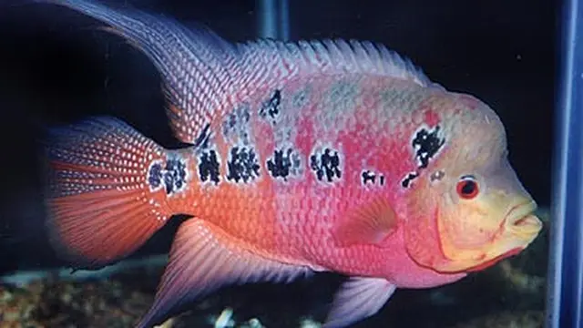 Ilustrasi Ikan Louhan