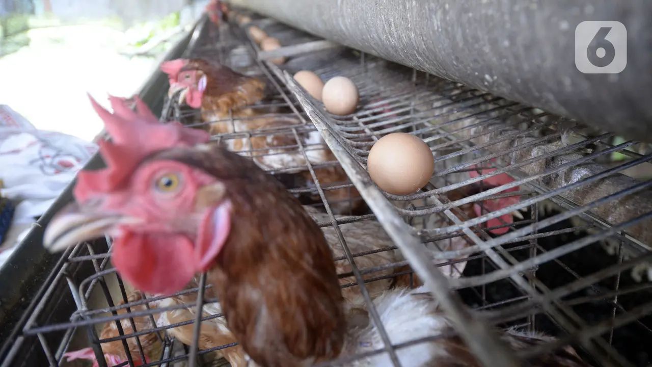 FOTO: Harga Telur Ayam