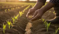 Cara Menanam Jagung Agar Buahnya Besar dari Benih hingga Panen