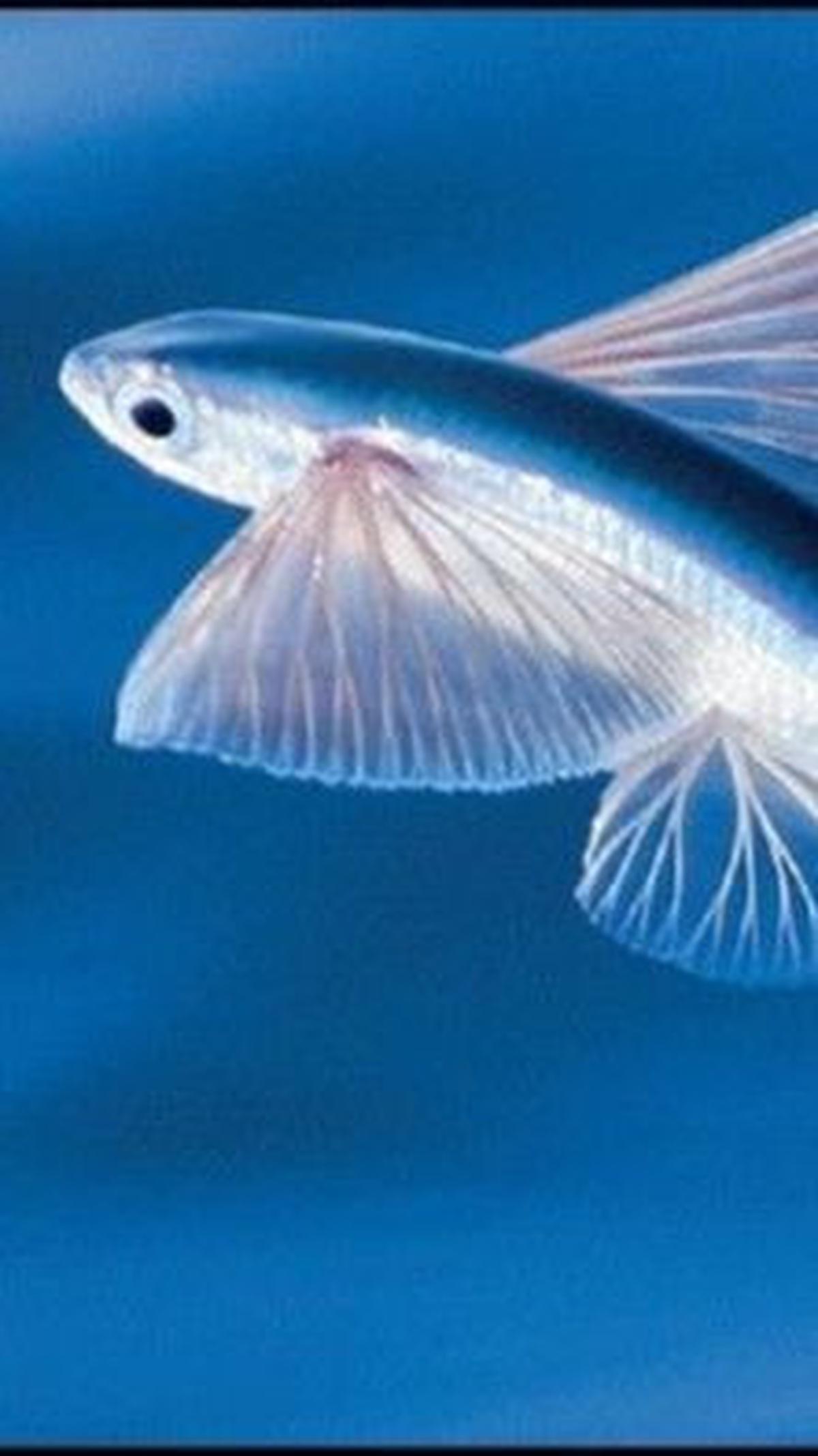 <b>Flying Fish</b>