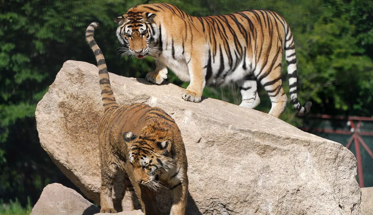 Harimau Siberia terlihat dalam Taman Harimau Siberia Hengdaohezi di Kota Hailin, Provinsi Heilongjiang, China, Senin (27/7/2020). Saat ini, terdapat lebih dari 400 ekor harimau Siberia di taman tersebut. (Xinhua/Wang Jianwei)