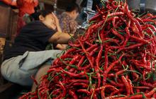Harga Cabai di Tingkat Petani Anjlok Parah, Hanya Dibeli Rp1.500 per Kilogram