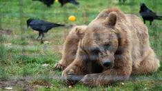 Seekor beruang coklat beristirahat di Suaka Beruang Libearty di Zarnesti, 180 km sebelah utara Bukares, Rumania, pada tanggal 16 Oktober 2024. (Mihai Barbu/AFP)