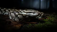 4 Jenis Ular yang Aktif di Malam Hari, Kenali Perilaku dan Habitatnya