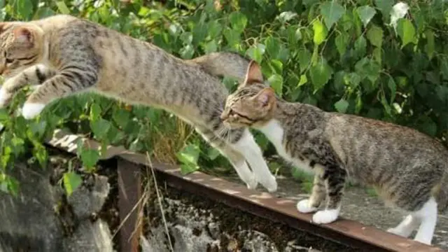 Keahlian Kucing