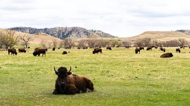 Custer State Park