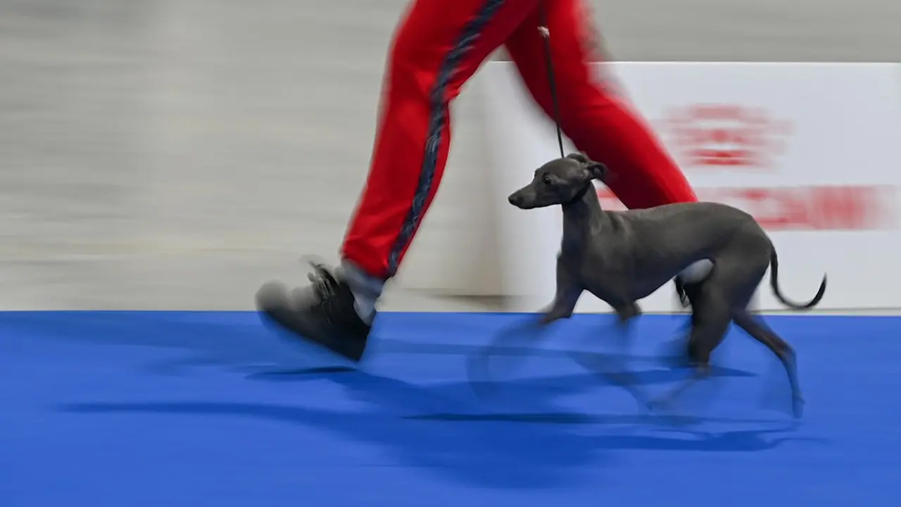 FOTO: Anjing-Anjing Menggemaskan Bersaing di European Dog Show 2021