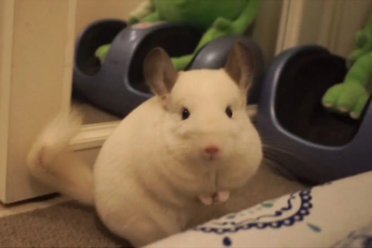 Uni, Chinchilla dari Jepang