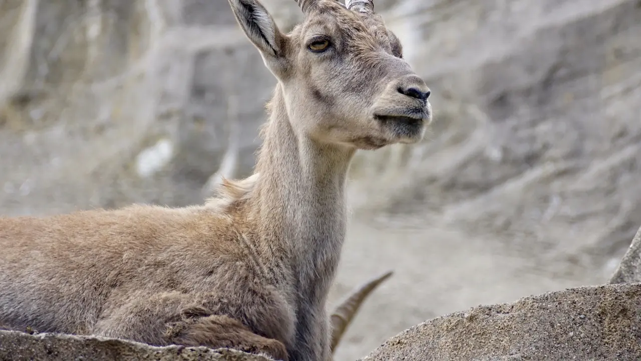 Ilustrasi kambing