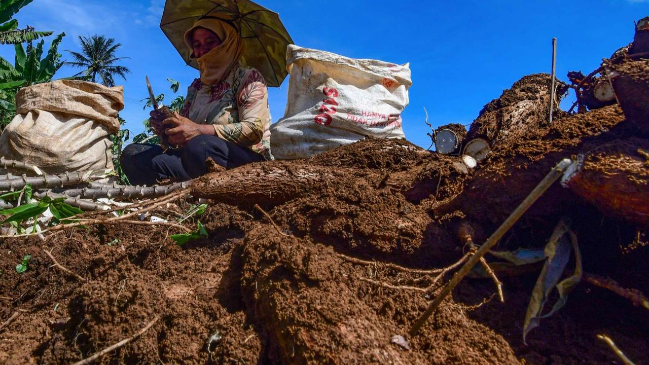 Waspada Makan Singkong Mentah, Bahaya Keracunan Sianida yang Mengancam Kesehatan