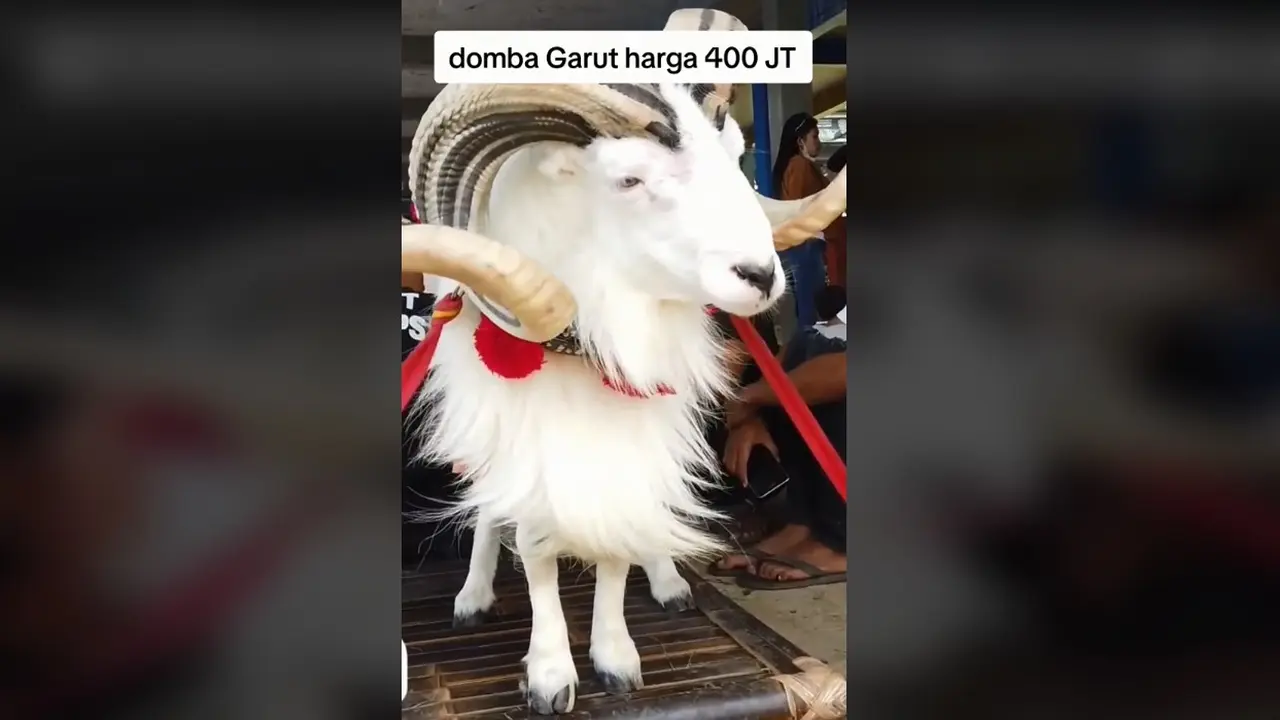 Viral Domba Garut Seharga Rp400 Juta, Warganet Puji Ganteng hingga Rajin Skincare