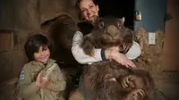 Patrick si wombat tertua di Taman Margasatwa Ballarat sedang mencari wombat betina untuk menjadi pasangannya.