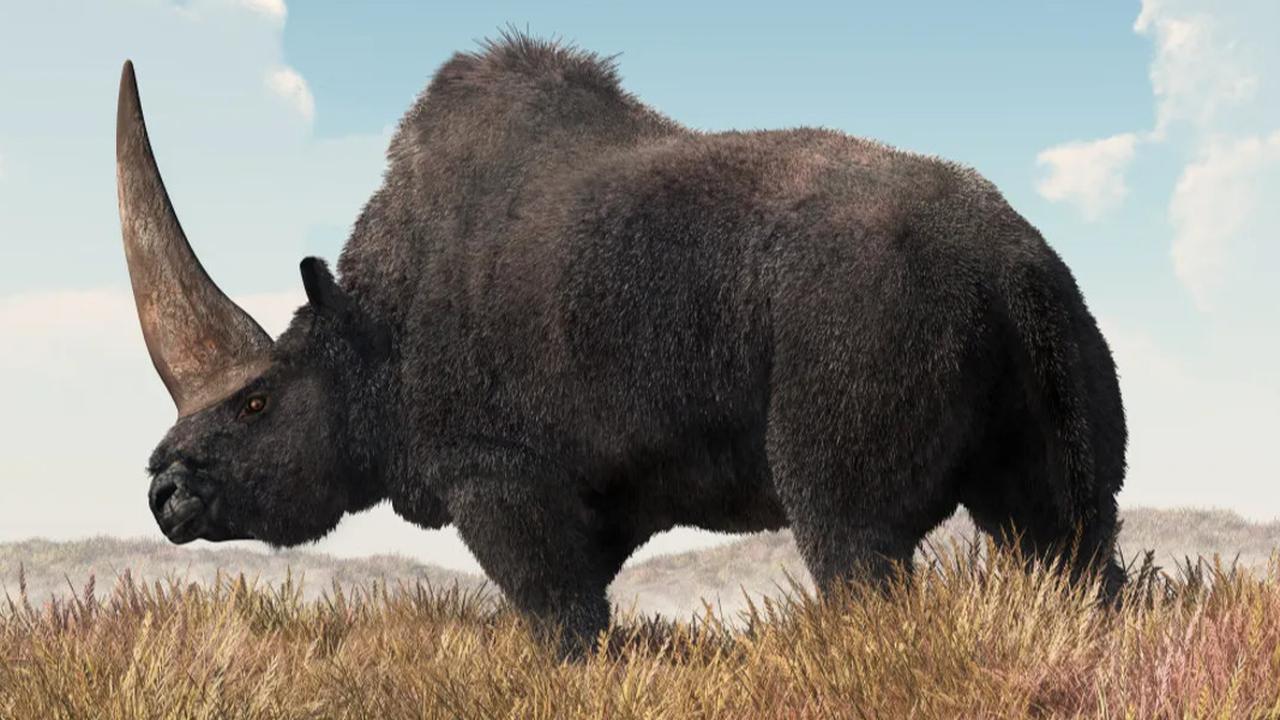 Arkeolog Kaget, Badak Unicorn Seberat 3,5 Ton Pernah Hidup Bareng Manusia 39.000 Tahun Lalu