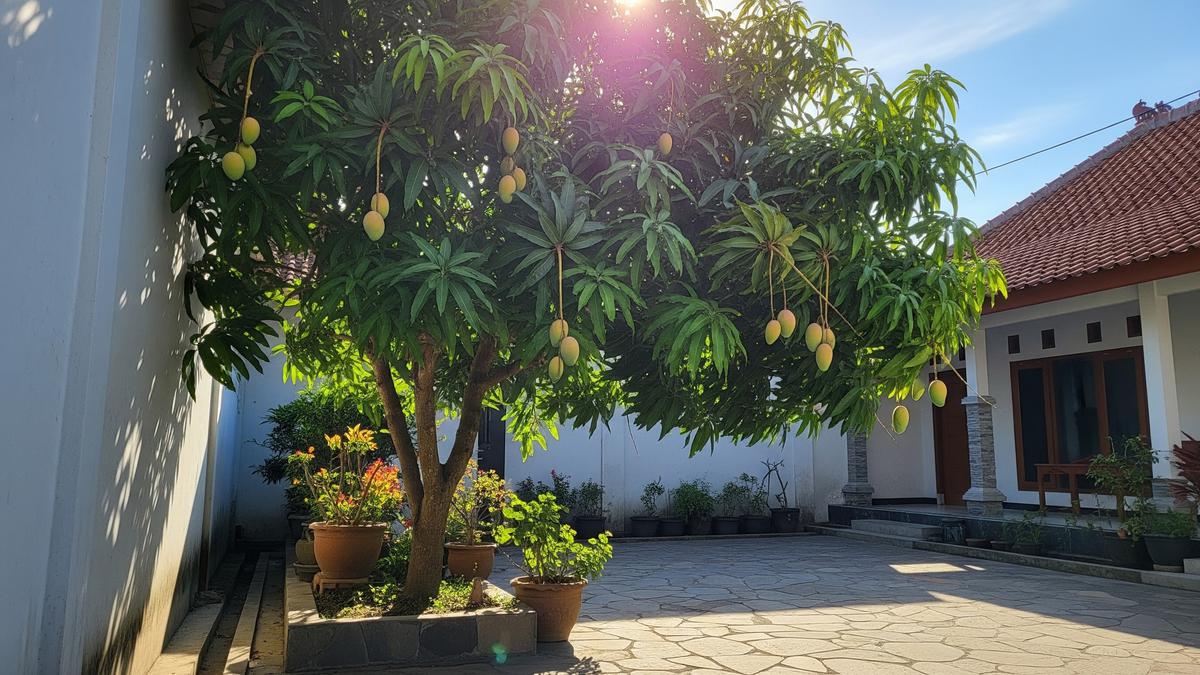 7 Tanaman Buah Tahan Panas untuk Sudut Rumah yang Terpapar Matahari Siang