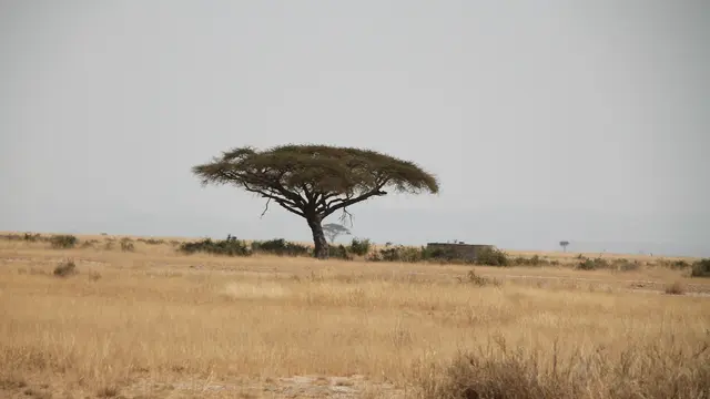 Hutan Sabana