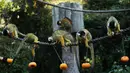 Tupai mencari makanan dalam labu saat merayakan Hari Halloween di Kebun Binatang London, Inggris, Kamis (25/10). (Yui Mok/PA via AP)