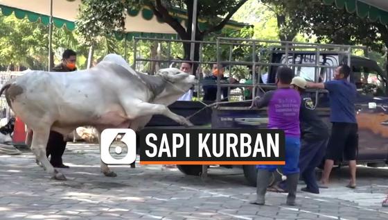 VIDEO: Sapi Kurban Mengamuk dan Tabrak Baliho