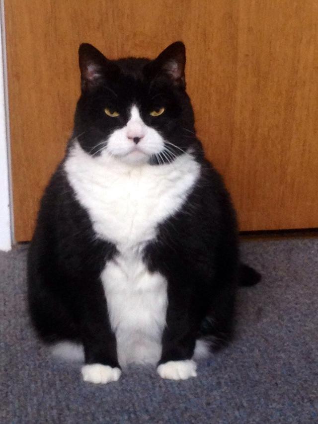 kucing berwajah galak