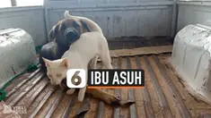 IBU ASUH