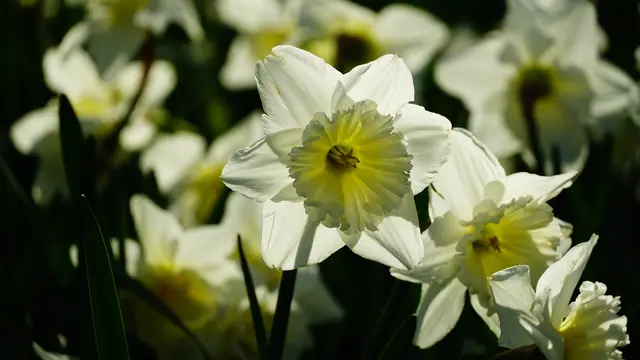Ilustrasi Bunga Bakung Tazetta atau Bunga Putih Kertas ( Narcissus  'Minnow')/Photo by wirestock on Freepik)