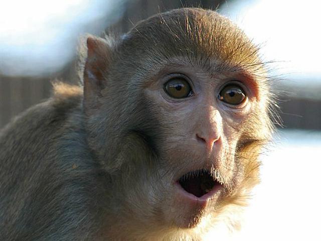 Ulah Monyet Peliharaan Warga Bikin Listrik Di Kota Gunungsitoli Padam Regional Liputan6 Com Sekarang sudah tahukan alasan mengapa jas hujan ponco sangat berbahaya untuk dipakai pengendara motor. ulah monyet peliharaan warga bikin