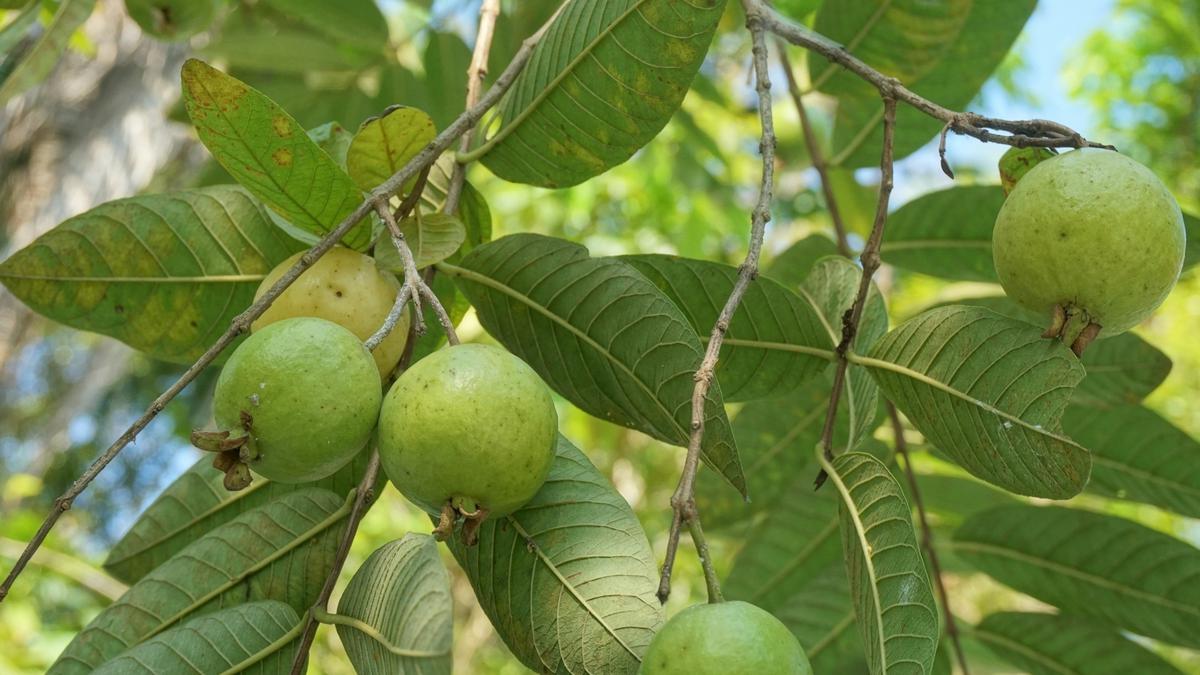 Jambu Biji