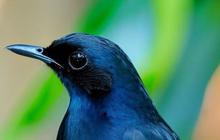 5 Cara Memelihara Burung Murai yang Sehat dan Gacor