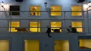 Para kucing bersantai di sekitar kamar hotel berbintang lima khusus untuk kucing yang diberi nama CatZonia di Shah Alam, Kuala Lumpur, 6 Agustus 2018. Hotel ini menyediakan areal bermain hingga layanan kencan bagi sesama kucing. (AFP/Manan VATSYAYANA)