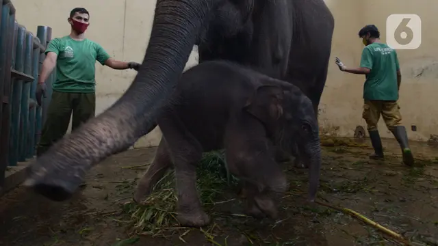 FOTO: Bayi Gajah Bernama Covid Lahir di Taman Safari Bogor