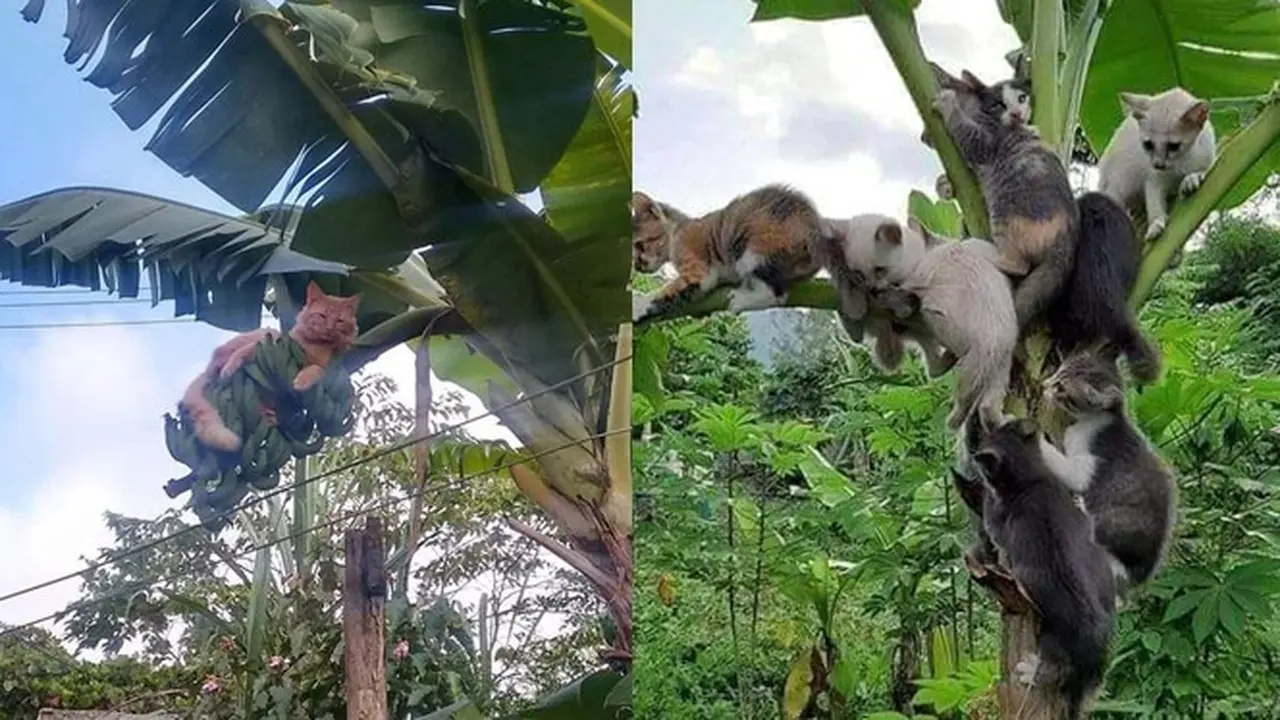6 Tingkah Kucing Panjat Pohon Pisang Ini Bikin Geleng Kepala