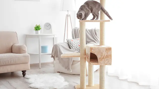 Ilustrasi kucing