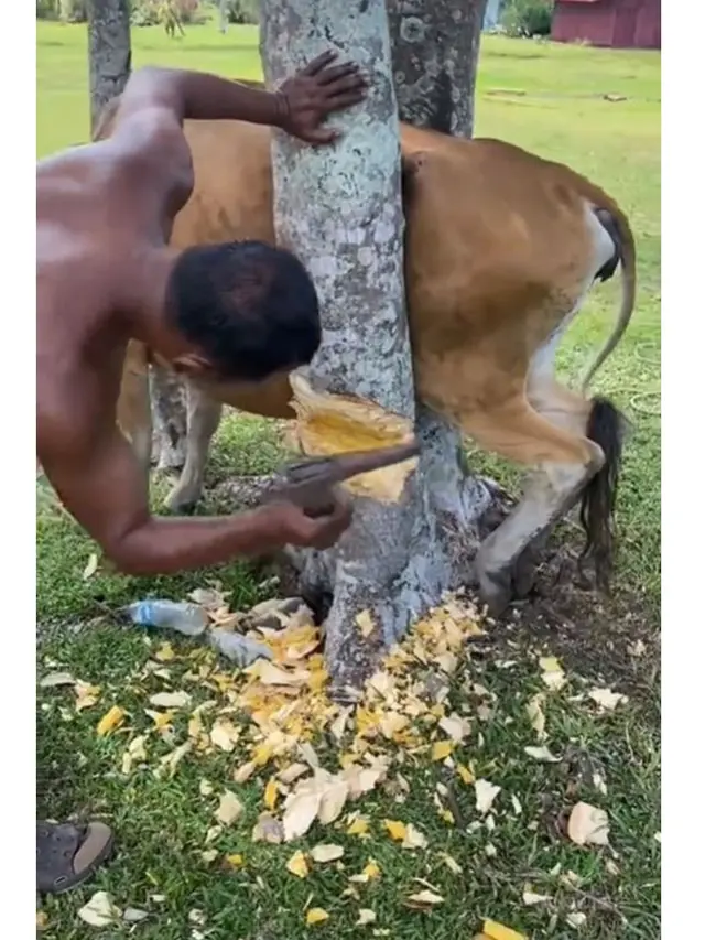 Viral Sapi Nyangkut di Celah Sempit Dua Pohon Besar, Ulahnya Bikin Repot Warga