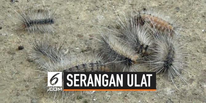 VIDEO: Pasuruan Diserang Ulat Bulu, Warga Butuh Bantuan