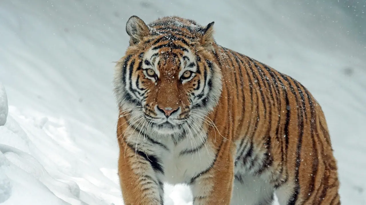 Tiger