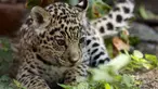 Seekor bayi  macan tutul bermain di Kebun Binatang Quito di Guaylabamba, Ekuador, Minggu (8/11/2015).  Bayi Macan tutul ini merupakan satu dari dua yang baru lahir di kebun bunatang ini. (REUTERS/Guillermo Granja)