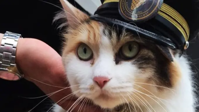 copyright by rocketnews24.com