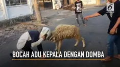 Aksi konyol seorang bocah adu kepala dengan  domba menuai gelak tawa.