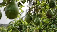 7 Cara Mencegah Buah Alpukat Busuk di Pohon Sebelum Panen